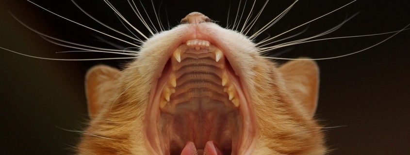 a yellow cat yawns showing off all their teeth