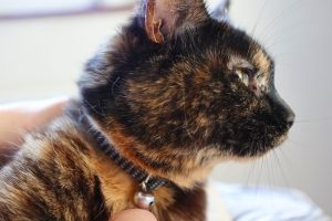 Tortoise color cat with a bell on their collar