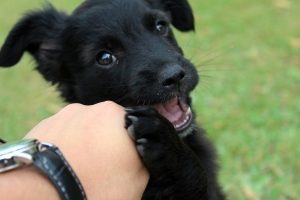 black puppy chews on hand petting it