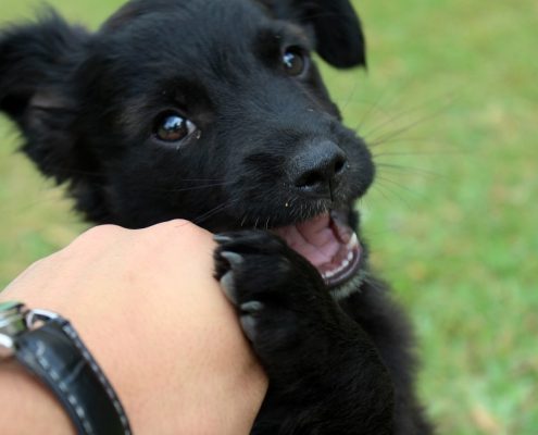 black puppy chews on hand petting it