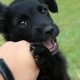 black puppy chews on hand petting it