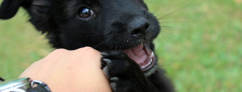 black puppy chews on hand petting it