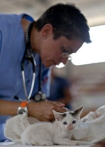 White kitten with grey ears sits on the examine table with a male vet working in the background