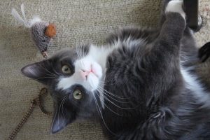 Grey and white cat lays on the floor with a mouse toy