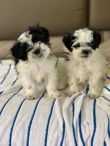 two small fluffy white puppies with black ears sit on a towel on a couch