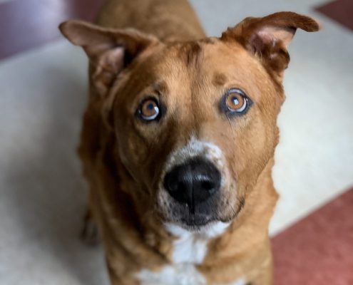 brown dog lays on floor looking up at camera