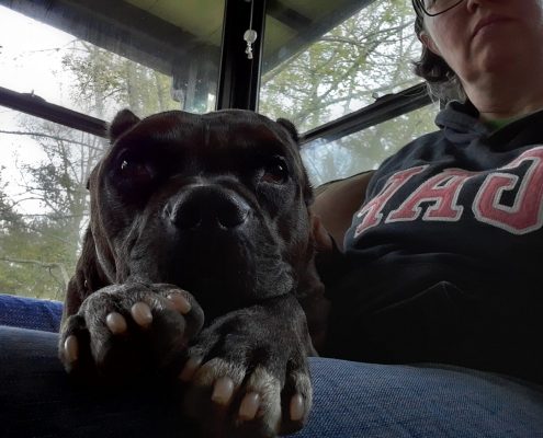 a large brown dog lays on a womens lap with his head on his paws.