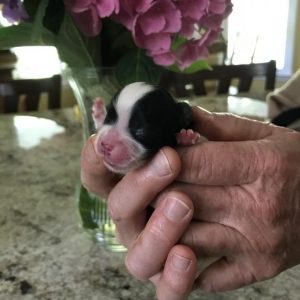 a tiny neonatal black and white puppy is held in two hands