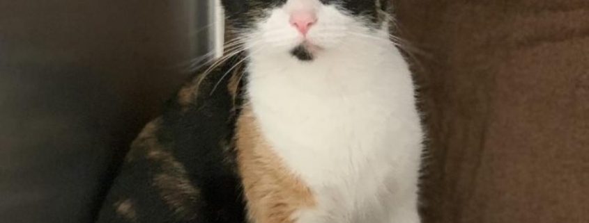 Calico cat sits in a cat condo