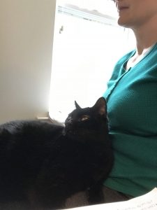 Black cat sits on a lap