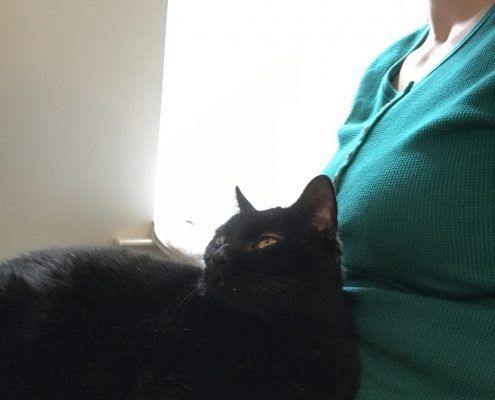 Black cat sits on a lap