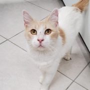 A white cat with light orange ears and markings