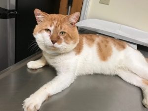 A white cat with orange markings lays on a table, His head is comically large compared to the rest of his body.