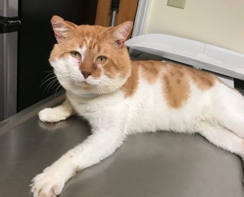 A white cat with orange markings lays on a table, His head is comically large compared to the rest of his body.