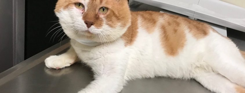 A white cat with orange markings lays on a table, His head is comically large compared to the rest of his body.