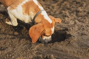 a brown and white dog sniffs a hole dug in the sand