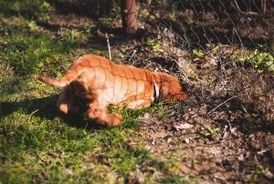 a golden dog digs near a fence