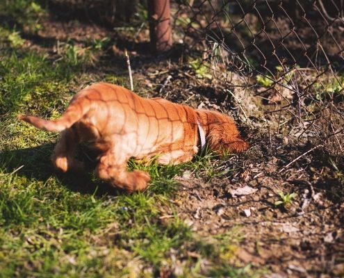 a golden dog digs near a fence