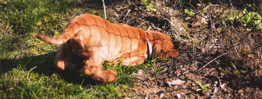 a golden dog digs near a fence