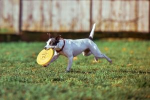 A white dog with black ears runs in the grass with a yellow frisbee in their mouth