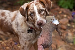 white dog with brown ears and marking holds a torn toy in their mouth.