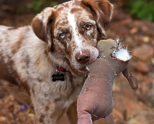 white dog with brown ears and marking holds a torn toy in their mouth.