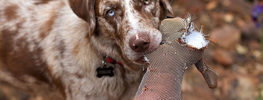 white dog with brown ears and marking holds a torn toy in their mouth.