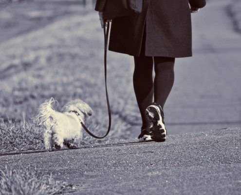 view of a small white dog being walked by a women