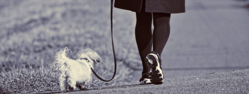view of a small white dog being walked by a women