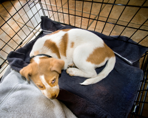 a brown and white puppy lays on a blue blanket in a crate