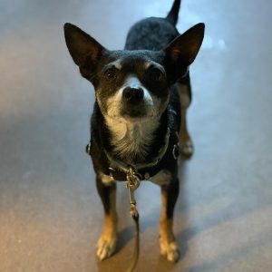 small dog with white nose and big ears stands looking up at camera