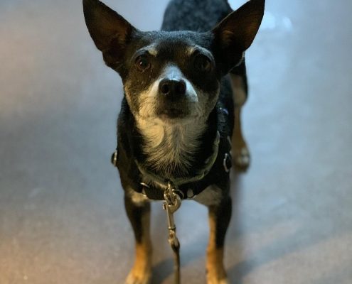 small dog with white nose and big ears stands looking up at camera