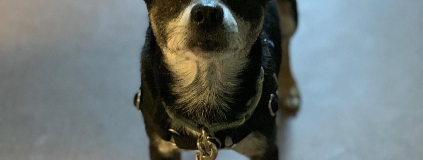 small dog with white nose and big ears stands looking up at camera