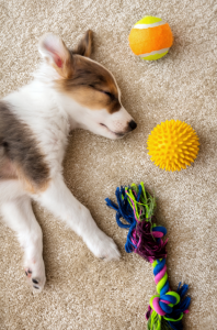 a brown and white puppy lays on tje floor asleep surrounded by dog toys
