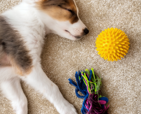 a brown and white puppy lays on tje floor asleep surrounded by dog toys