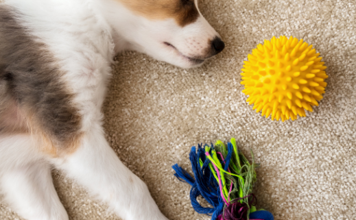 a brown and white puppy lays on tje floor asleep surrounded by dog toys