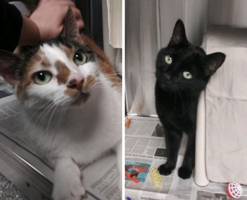 A collage of a white cat with brown and gray markings on her face and ears beside a black cat