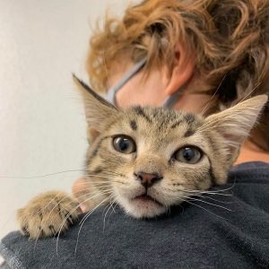 A kitten snuggles against a persons shoulder.