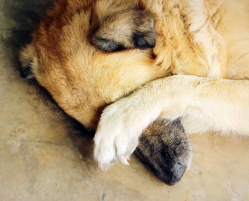 https://www.blueridgehumane.org/wp-content/uploads/2020/11/Dog-hiding-495x400.png