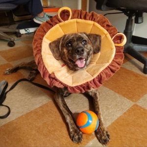 a brown dog lays on the foor wear a lion costume with a ball between her paws