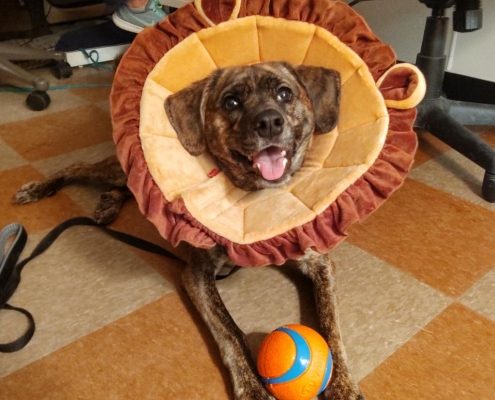 a brown dog lays on the foor wear a lion costume with a ball between her paws