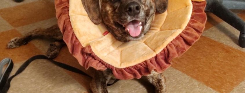 a brown dog lays on the foor wear a lion costume with a ball between her paws