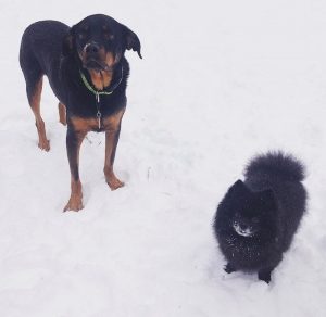 A black and brown rottweiler and small black Pomeranian stand in the snow 