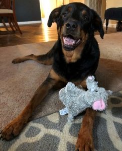 a black and brown Rottweiler lays on the floor with a grey stuffed elephant toy