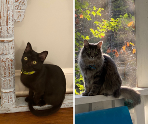 A side by side of a black cat sitting inside and a fluffy grey cat sitting on a screened porch railing