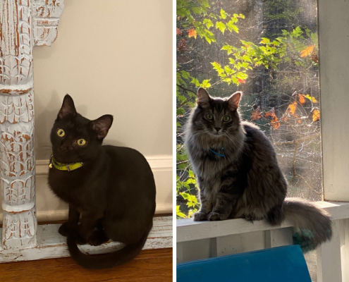 A side by side of a black cat sitting inside and a fluffy grey cat sitting on a screened porch railing