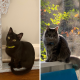 A side by side of a black cat sitting inside and a fluffy grey cat sitting on a screened porch railing