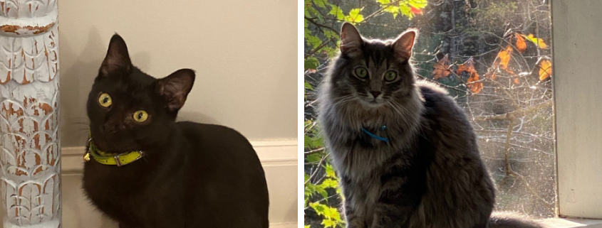 A side by side of a black cat sitting inside and a fluffy grey cat sitting on a screened porch railing