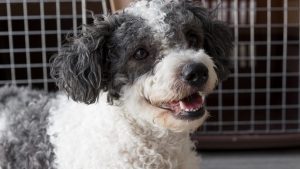 a white and black dog with curry fur lays in front of a kennel looking happy