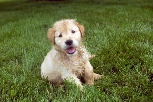 shot of a shaggy blonde puppy sitting in the grass